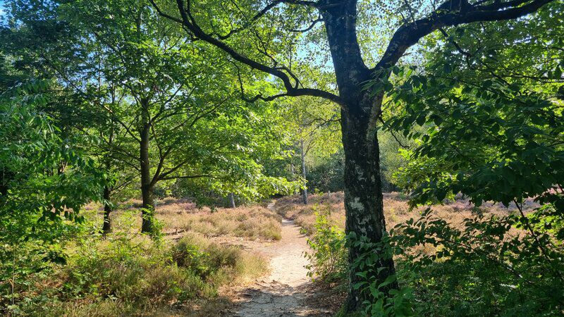 Vledderbos losloopgebieden groningen welkoop